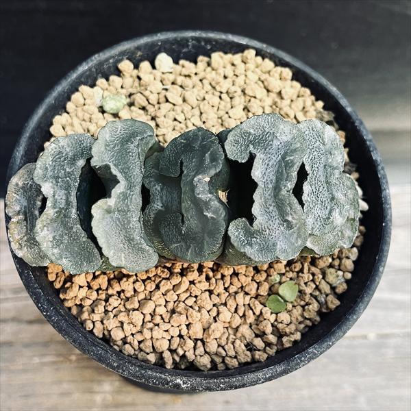 多肉植物:ハオルチア 玉扇 駿府*幅8cm 現品!一品限り : 遊恵 多肉植物:ハオルチア 玉扇 駿府*幅8cm 現品!一品限り : 遊恵