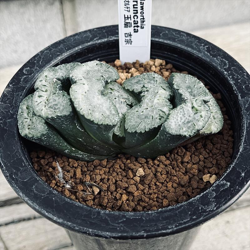 多肉植物：ハオルチア 玉扇 吉宗*幅9cm 現品！一品限り : 遊恵盆栽