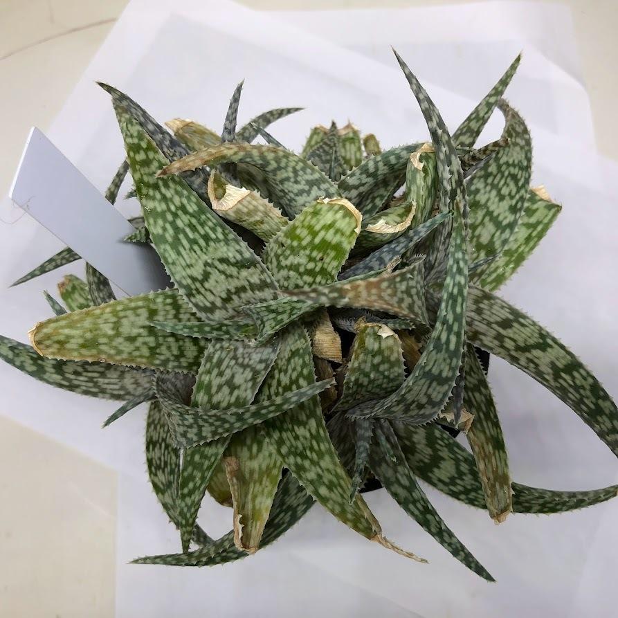 多肉植物：アロエ ホワイトフォックス*幅16cm : 遊恵盆栽 Yahoo!店