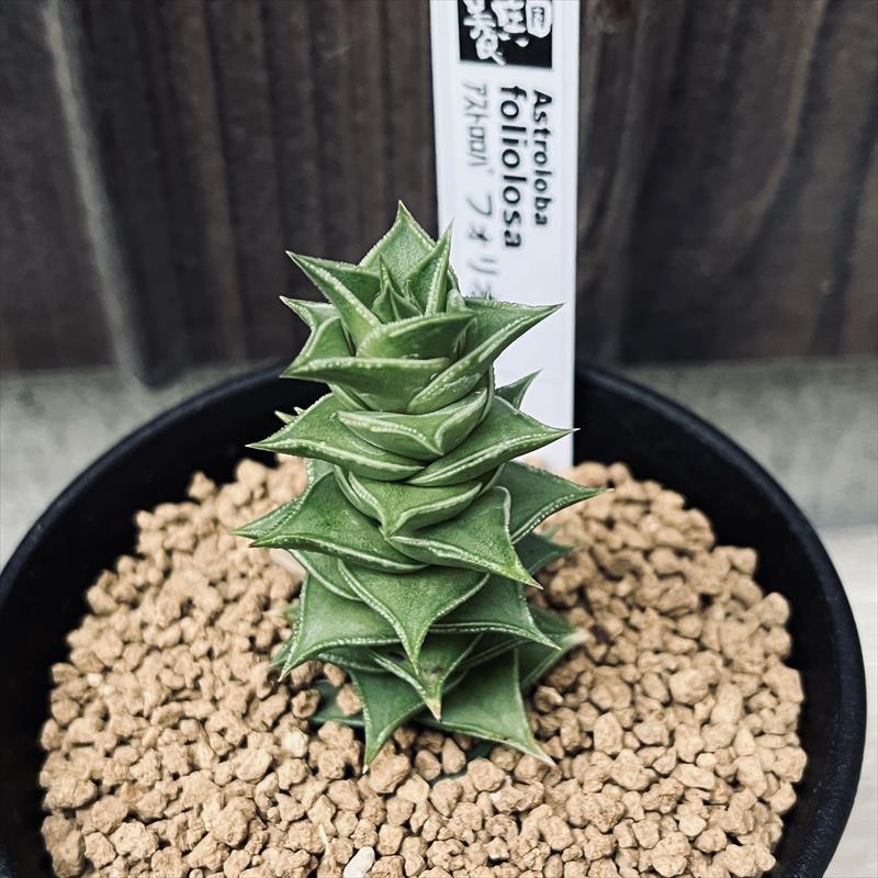 多肉植物：アストロロバ フォリオロサ*幅5cm : 遊恵盆栽 Yahoo!店