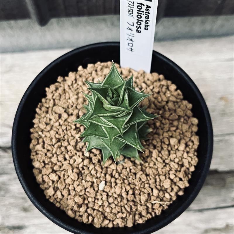 メルカリ便発送☆多肉植物 アストロロバ 多肉植物：アストロロバ フォリオロサ*幅5cm : 遊恵盆栽 Yahoo!店