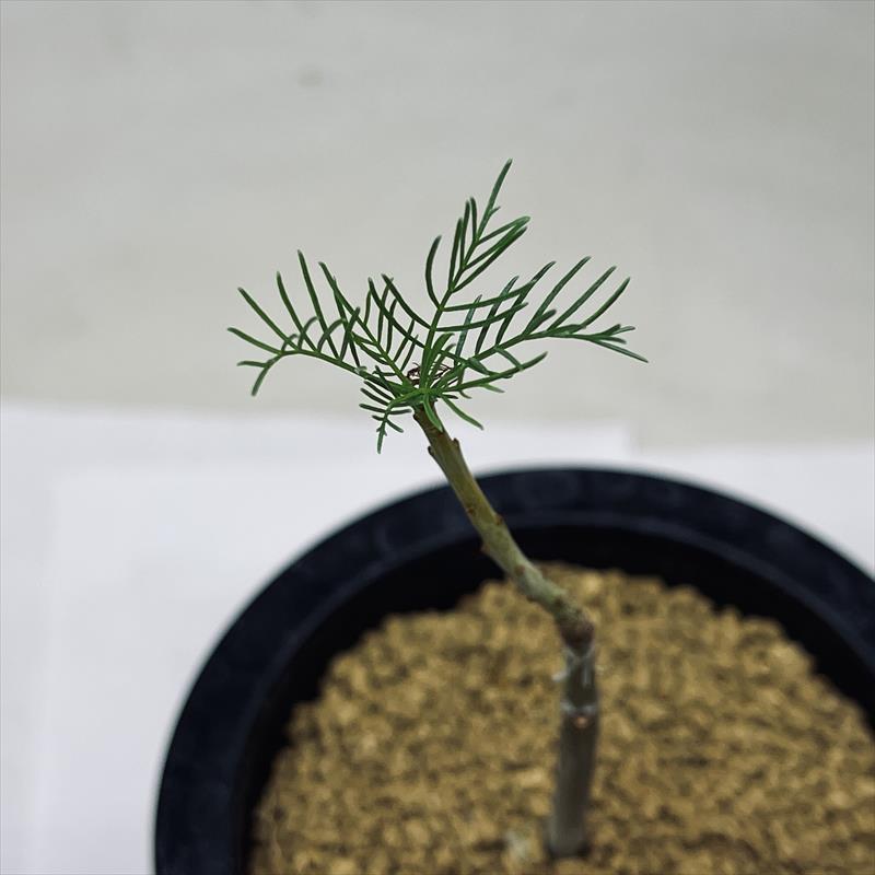 中型 塊根植物 黒鉢 コミフォラ クラウセリアナ 中型 塊根植物 黒鉢 コミフォラ クラウセリアナ 現品限り