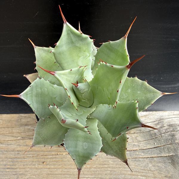多肉植物：アガベ イシスメンシス*幅10cm : 遊恵盆栽 Yahoo!店