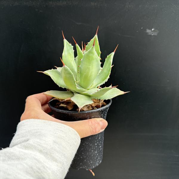 多肉植物：アガベ イシスメンシス*幅10cm : 遊恵盆栽 Yahoo!店