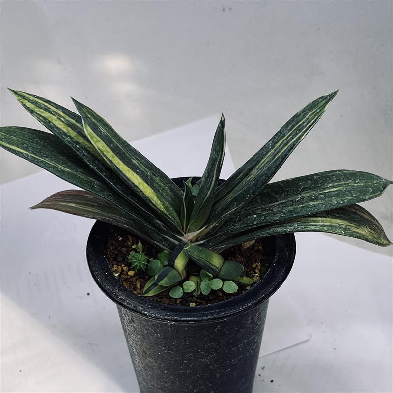 ☆特価☆多肉植物：ガステリア ピランシー錦*幅21cm 現品！一品限り