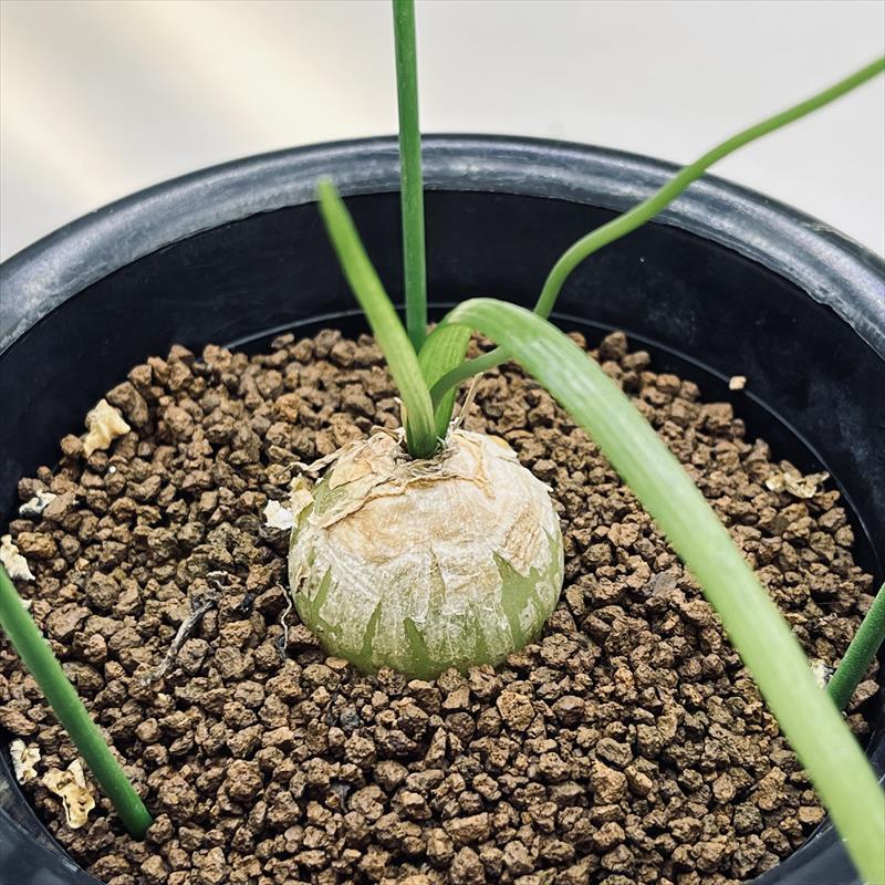 蒼角殿　確認用です 翡翠色の球根植物 蒼角殿の育て方と増やし方 – ゆるぷ