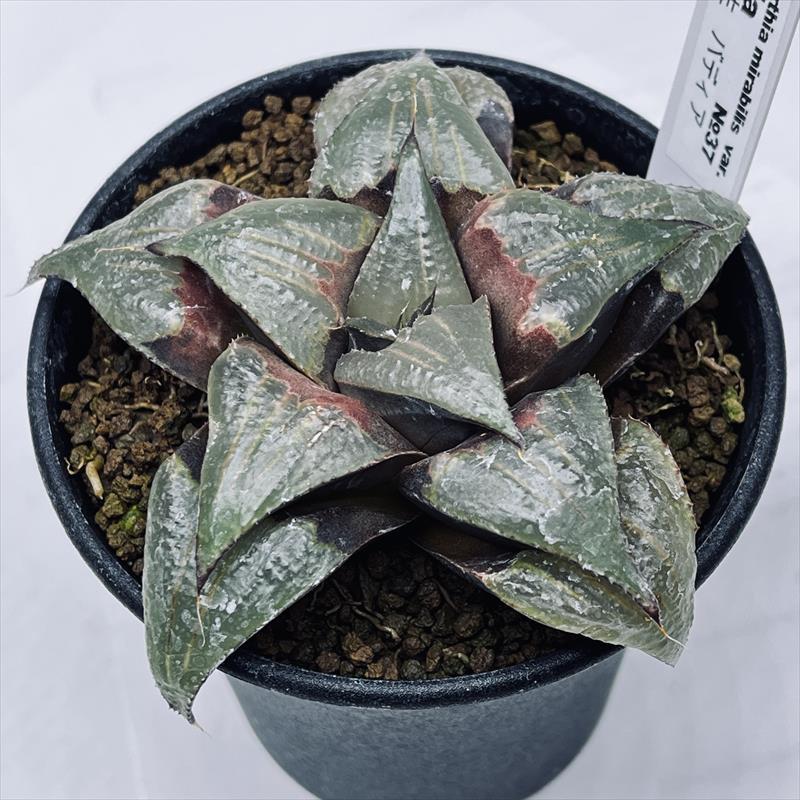 多肉植物：ハオルチア Y氏 バディア*幅9cm 現品！一品限り : 遊恵