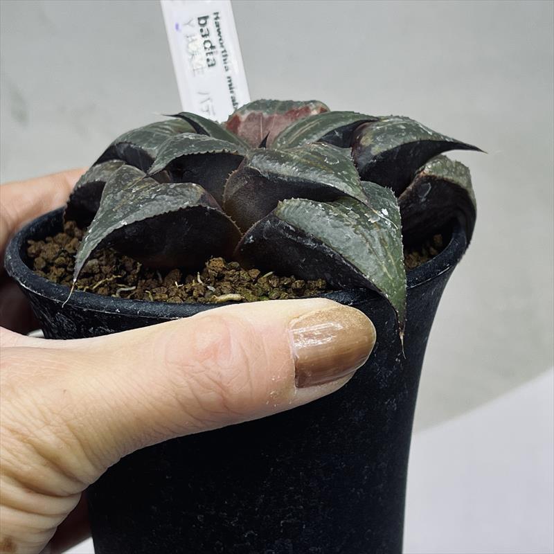 多肉植物：ハオルチア Y氏 バディア*幅9cm 現品！一品限り : 遊恵