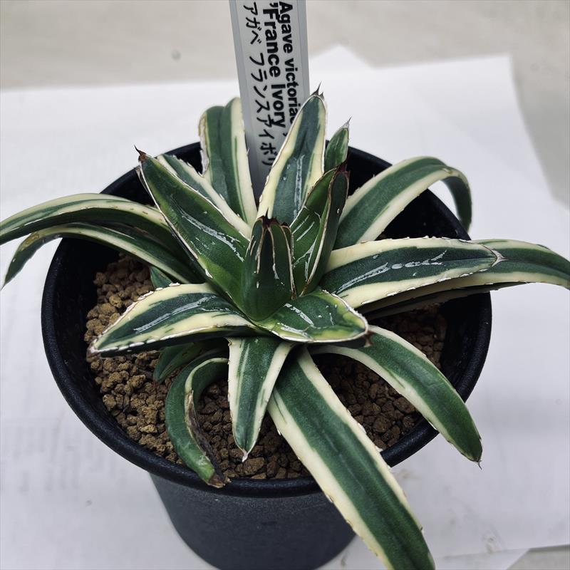 多肉植物：アガベ フランスアイボリー*幅12cm : 遊恵盆栽 Yahoo!店