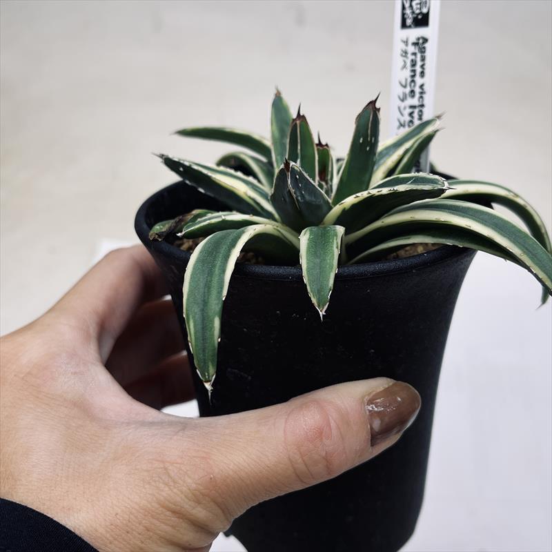 多肉植物：アガベ フランスアイボリー*幅12cm : 遊恵盆栽 Yahoo!店