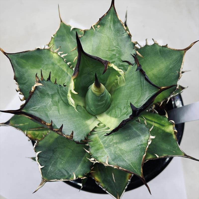 多肉植物：アガベ チタノタ錦 覆輪*幅17cm 現品！一品限り : 遊恵