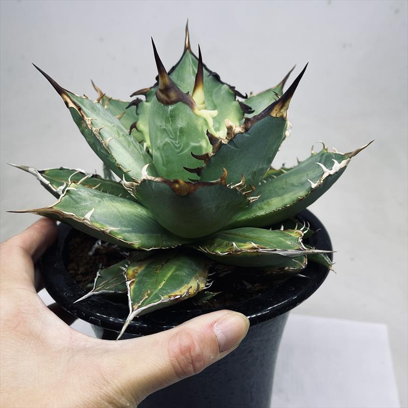 多肉植物：アガベ チタノタ錦 覆輪*幅17cm 現品！一品限り : 遊恵