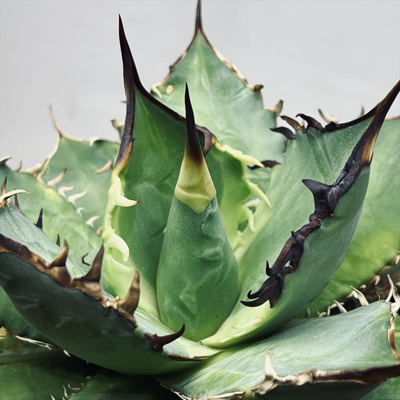 多肉植物：アガベ チタノタ錦 覆輪*幅17cm 現品！一品限り : 遊恵