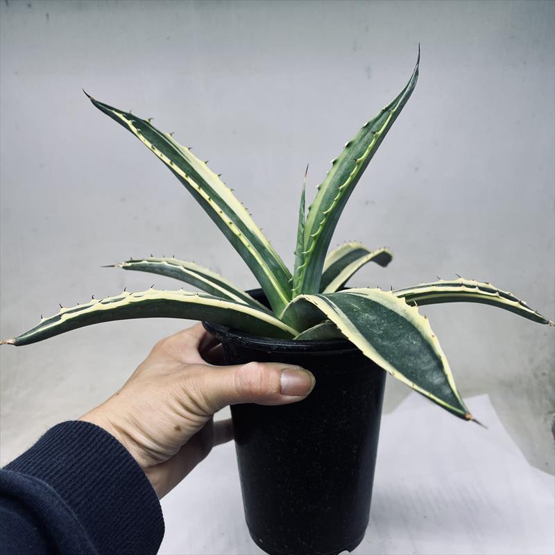 多肉植物：アガベ サルミアナ バターフィンガーズ*幅33cm 現品！一品