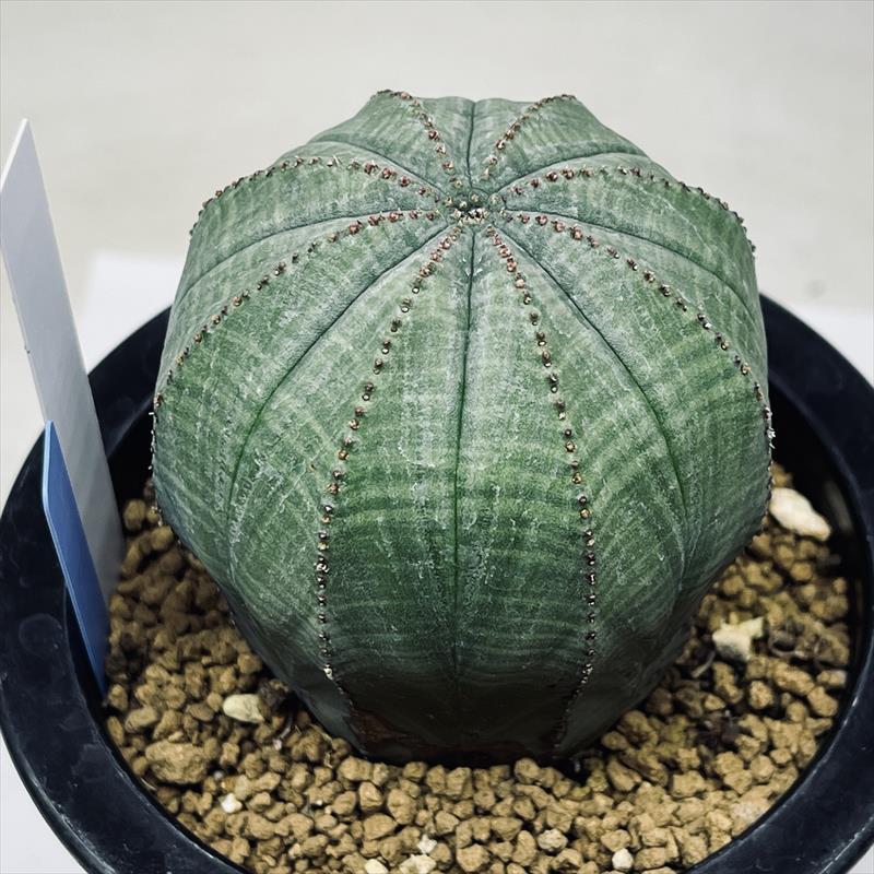 ユーフォルビア オベサ 幅10cm 2024年7月入荷>ユーフォルビア オベサ | Euphorbia obesa