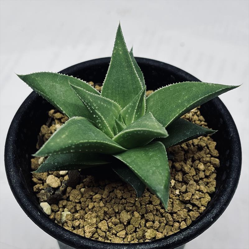 多肉植物：ハオルチア 白羊宮*幅6cm : 遊恵盆栽 Yahoo!店 - 通販