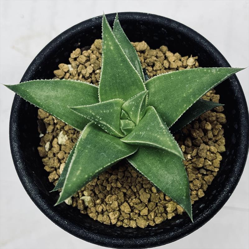 多肉植物 ハオルチア   セール 1株 500円 送料200円 早い者勝ち 3 多肉植物：ハオルチア 白羊宮*幅6cm : 遊恵盆栽 Yahoo!店 - 通販