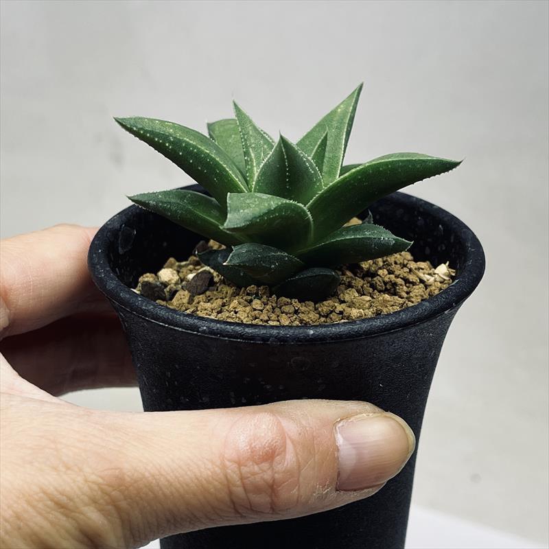多肉植物：ハオルチア 白羊宮*幅6cm : 遊恵盆栽 Yahoo!店 - 通販