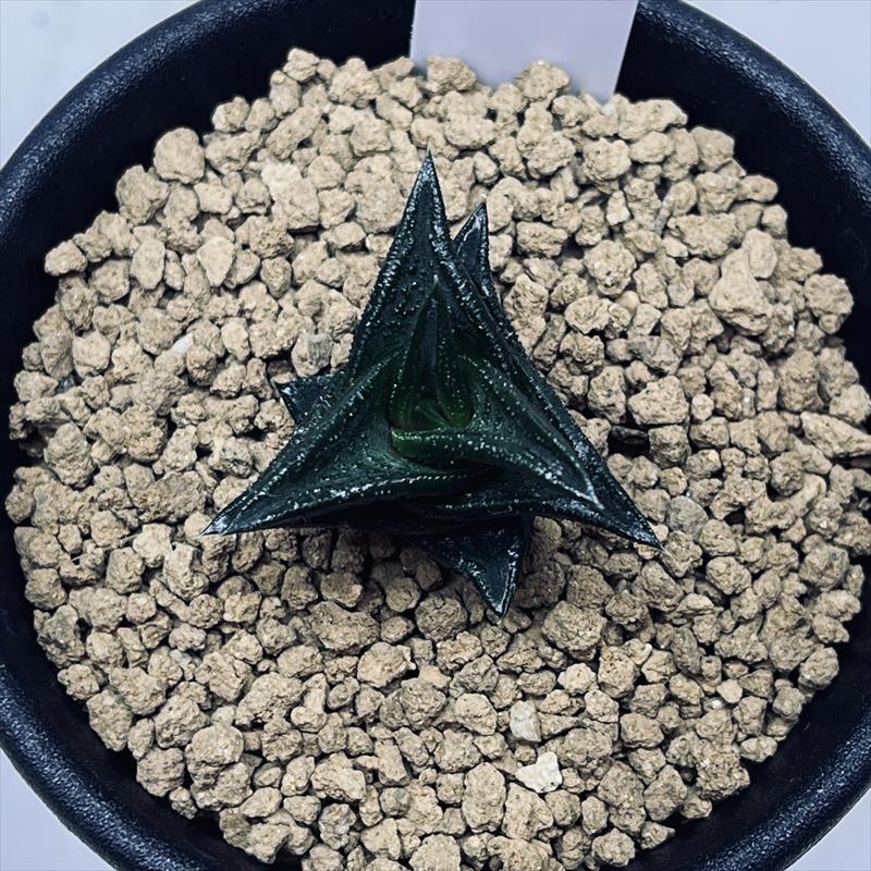 ハオルチア ニグラ 植物 ハオルチア ニグラ/黒鮫(Haworthia nigra) 多肉植物データベース