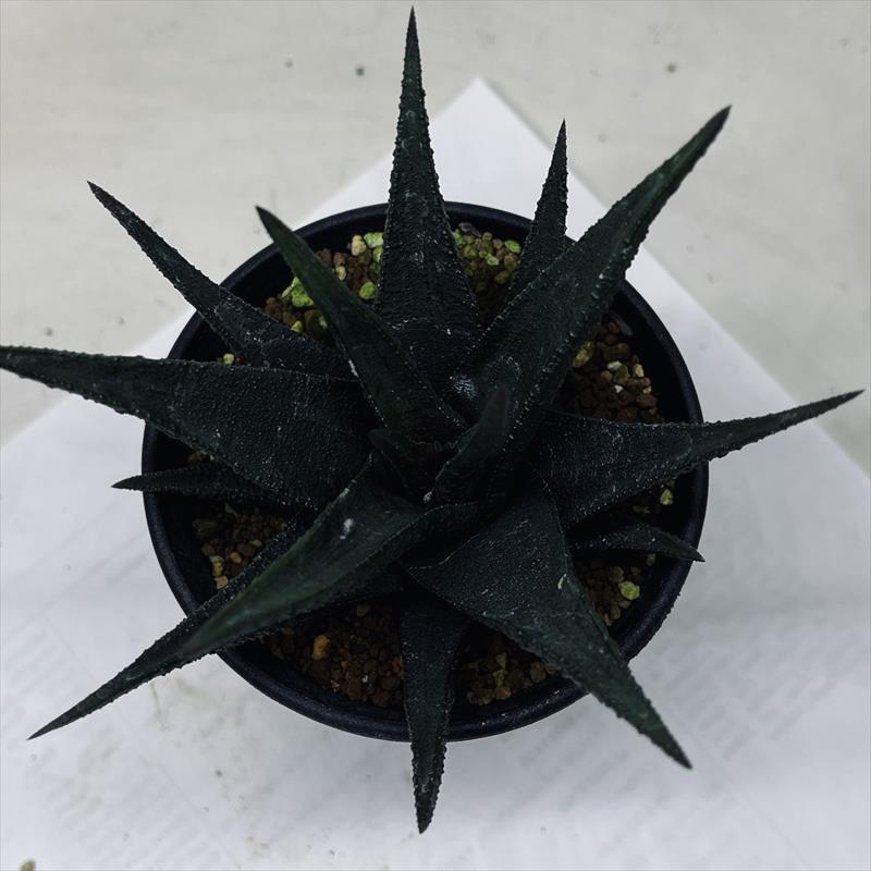 多肉植物：ハオルチア I氏 スカブラ アガボイデス*幅11cm 現品！一品
