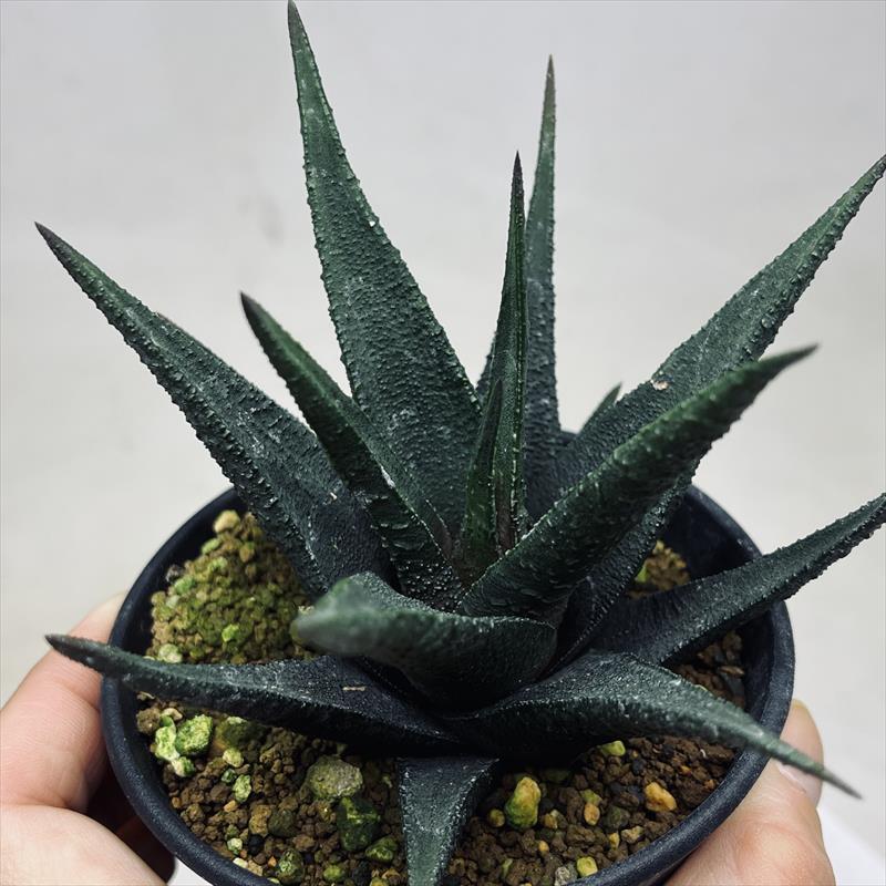 多肉植物：ハオルチア I氏 スカブラ アガボイデス*幅11cm 現品！一品