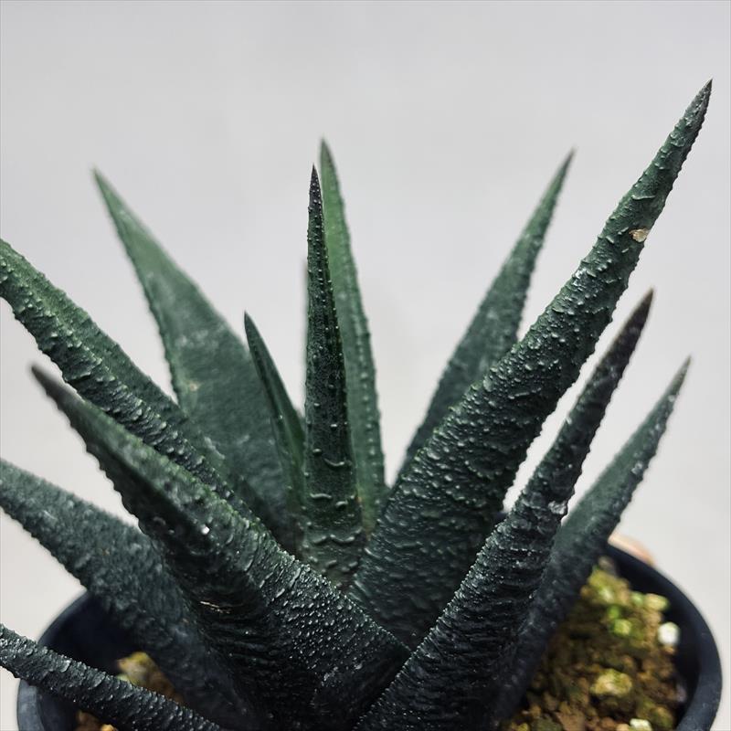多肉植物：ハオルチア I氏 スカブラ アガボイデス*幅11cm 現品！一品