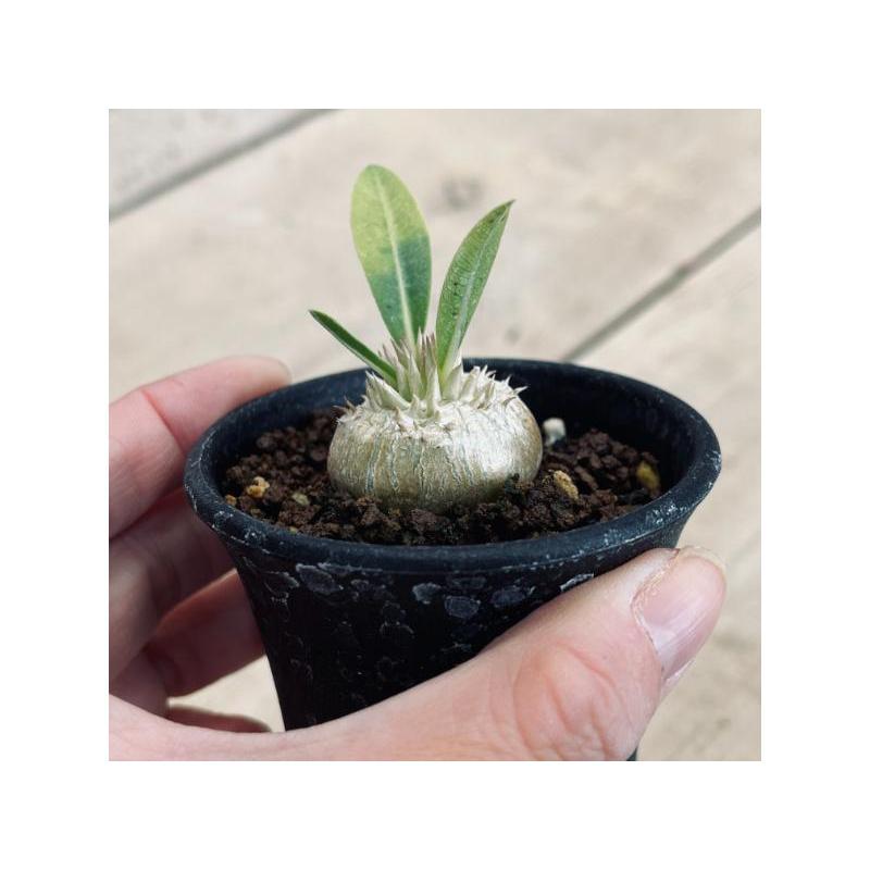 コーデックス：パキポディウム 恵比寿大黒 実生*塊根幅3cm 現品