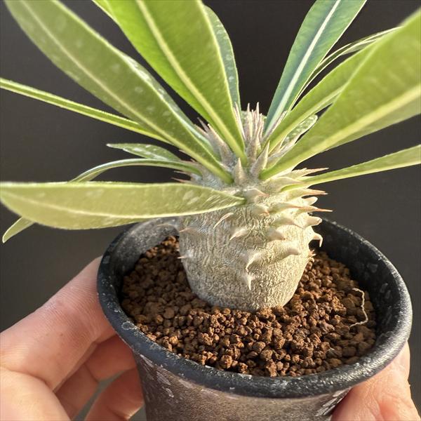 ☆特価☆コーデックス：パキポディウム 恵比寿大黒 実生*M 塊根