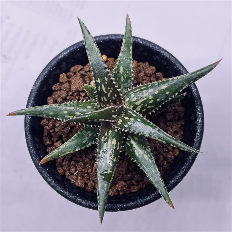 多肉植物：アロエ ジュクンダ*S 幅7cm : 遊恵盆栽 Yahoo!店 - 通販