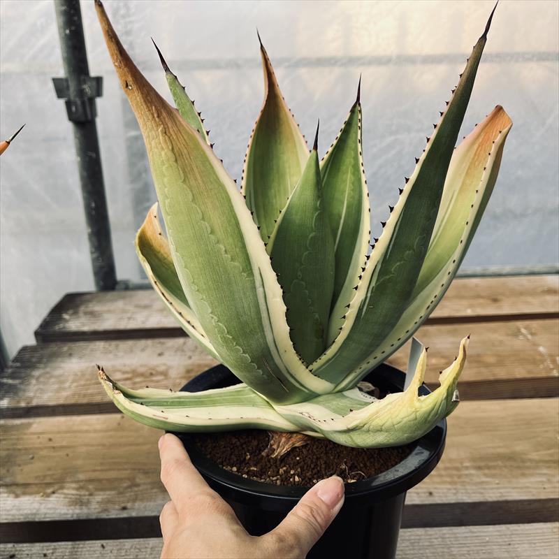 多肉植物:アガベ セルシー錦*幅25cm 現品!一品限り : 遊恵 多肉植物:アガベ セルシー錦*幅25cm 現品!一品限り : 遊恵