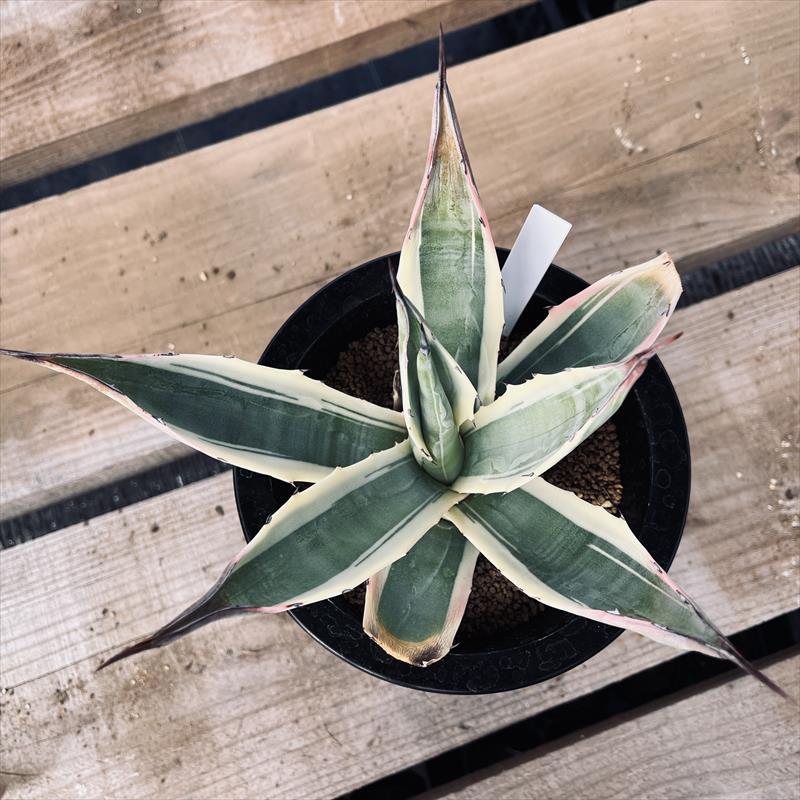 多肉植物：アガベ ソブリア錦 覆輪*幅20cm 現品！一品限り : 遊恵