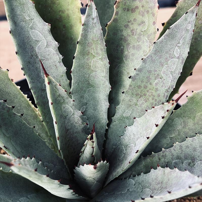 多肉植物：マンガベ（マンフレダ × アガベ） ブラッドスポット