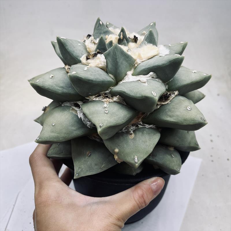 玉牡丹　実生 サボテン：アリオカルプス 玉牡丹 実生*幅18cm 現品！一品限り