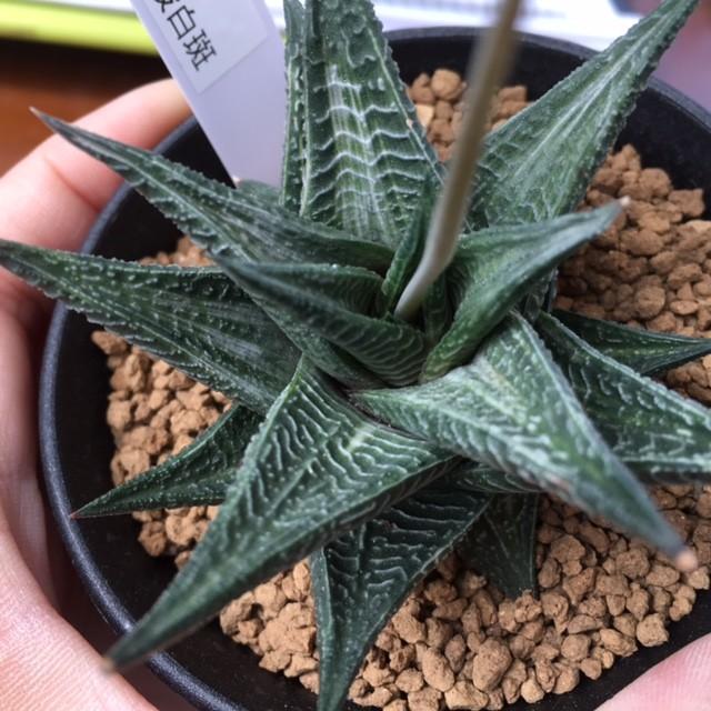 多肉植物：ハオルチア 瑠璃殿錦（るりでんにしき）白斑*8cm 現品