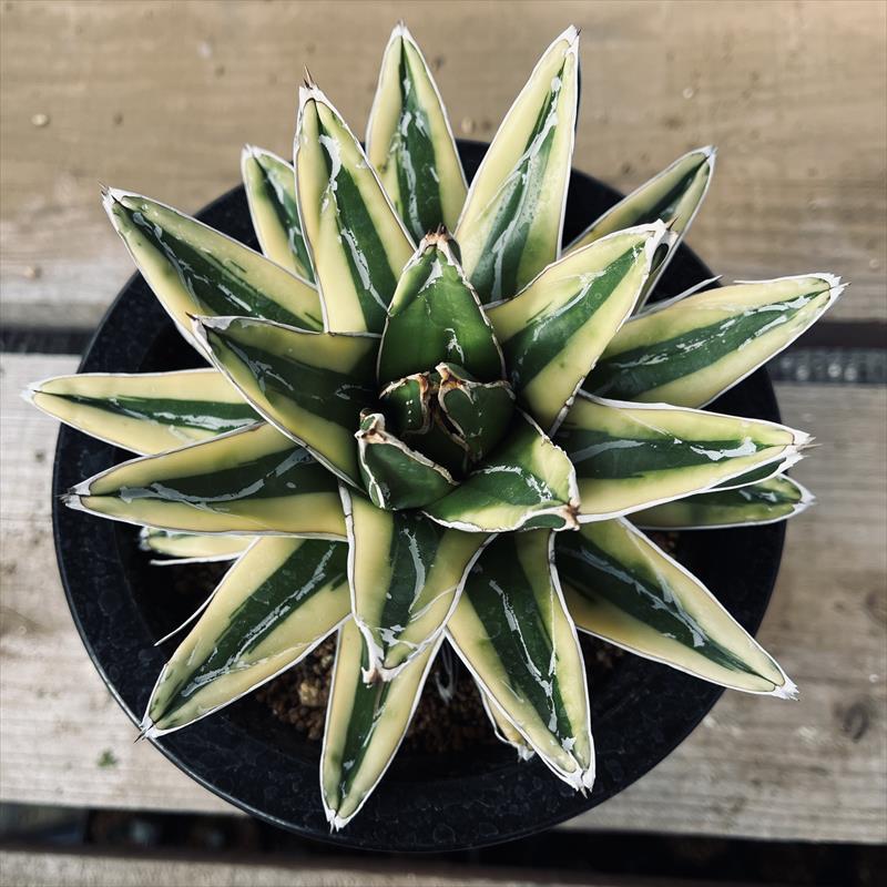 多肉植物：アガベ 輝山（きざん）*幅17cm 現品！一品限り : 遊恵盆栽 