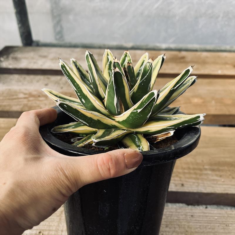多肉植物：アガベ 輝山（きざん）*幅17cm 現品！一品限り : 遊恵盆栽