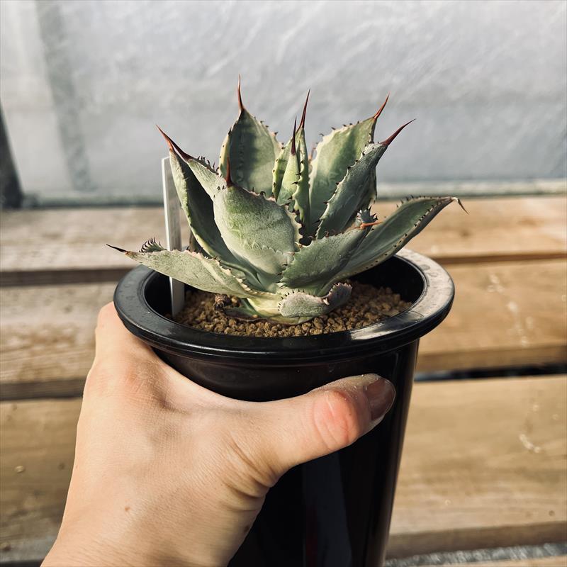 多肉植物：アガベ ポタトルム錦 覆輪 トレードウィンズ*幅11cm 現品