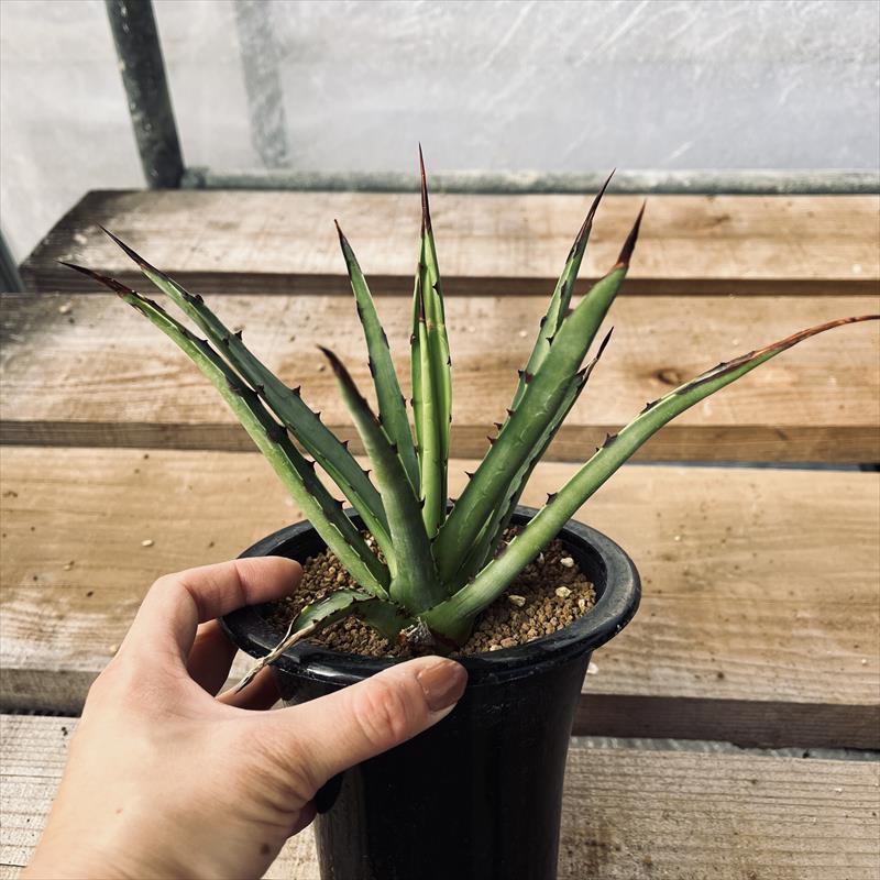 多肉植物：アガベ カルウィンスキー 為朝*幅20cm 現品！一品限り