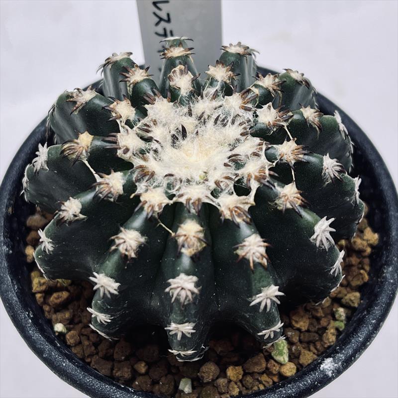 サボテン：ディスコカクタス ホルスティ 実生*幅5.5cm 現品！一品