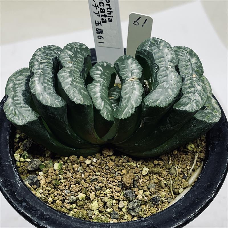 多肉植物：ハオルチア 玉扇 61*幅10cm 現品！一品限り : 遊恵盆栽
