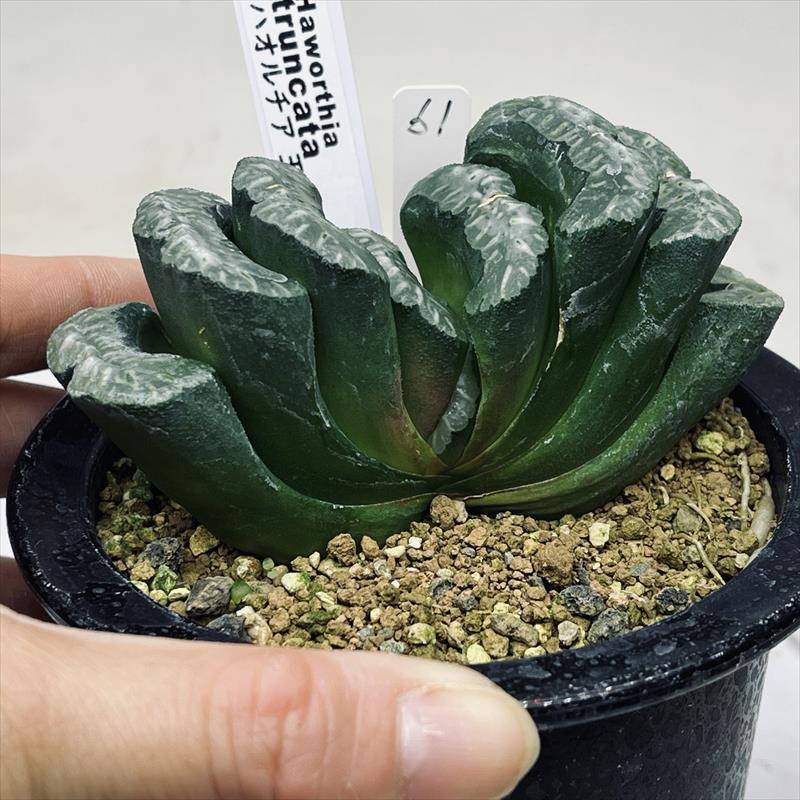 多肉植物：ハオルチア 玉扇 61*幅10cm 現品！一品限り : 遊恵盆栽