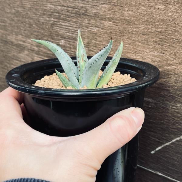 多肉植物：アガベ シャークスキン*幅8.5cm 現品！一品限り : 遊恵