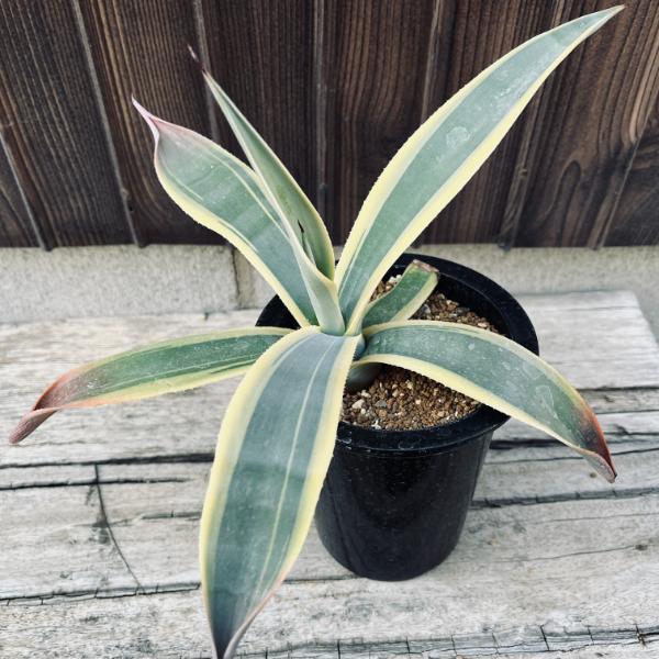 アガベ アリゾナスター　斑入り 観葉植物 多肉植物：アガベ ウェベリー アリゾナスター*幅27cm : 遊恵盆栽