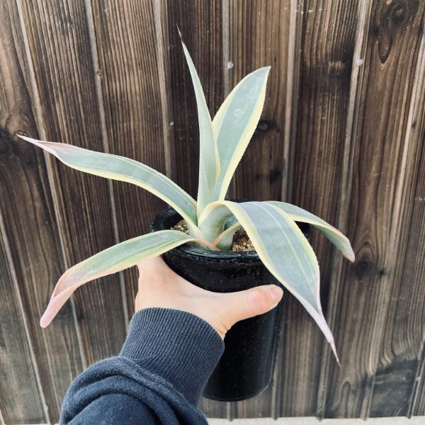 多肉植物:アガベ ウェベリー アリゾナスター*幅27cm : 遊恵 多肉植物:アガベ ウェベリー アリゾナスター*幅27cm : 遊恵