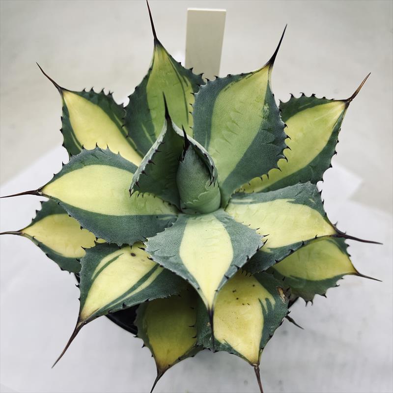 多肉植物：アガベ ラムランナー*幅14cm 現品！一品限り : 遊恵盆栽