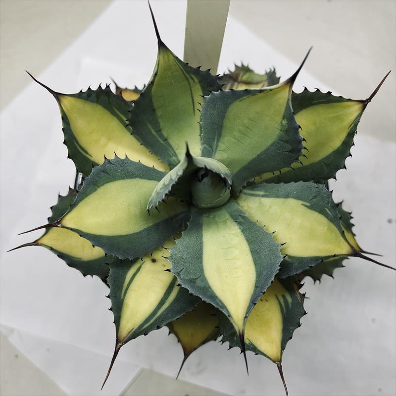 多肉植物：アガベ ラムランナー*幅14cm 現品！一品限り : 遊恵盆栽