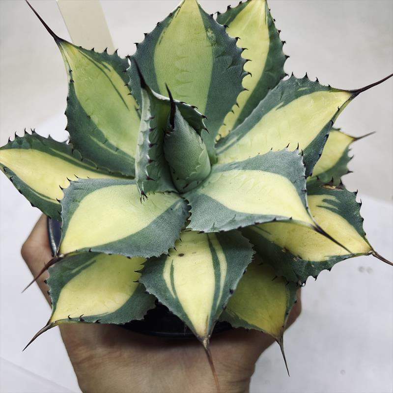 多肉植物：アガベ ラムランナー*幅14cm 現品！一品限り : 遊恵盆栽