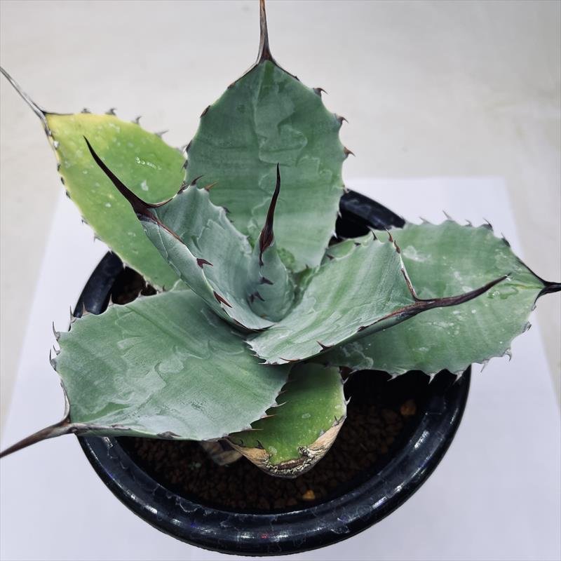 多肉植物：アガベ ナサビオラム*幅20cm : 遊恵盆栽 Yahoo!店 - 通販