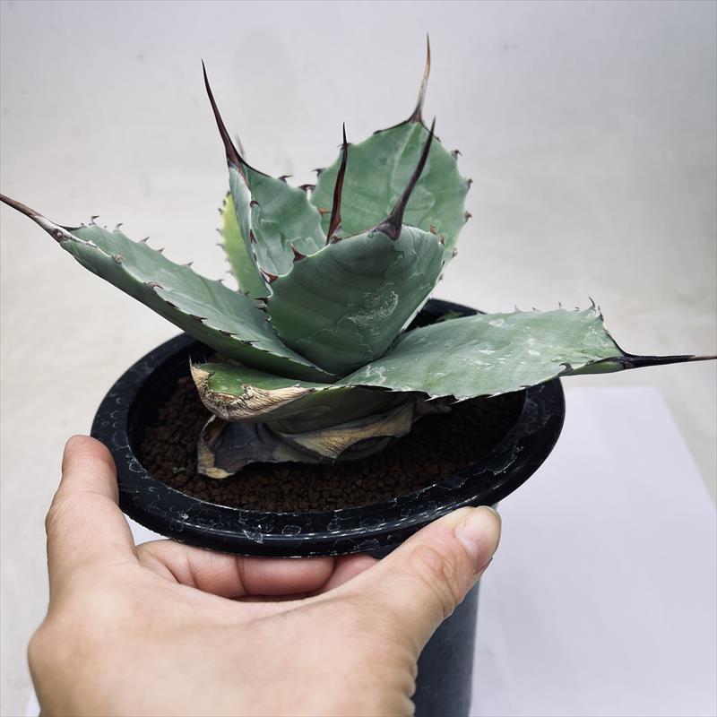 多肉植物：アガベ ナサビオラム*幅20cm : 遊恵盆栽 Yahoo!店 - 通販