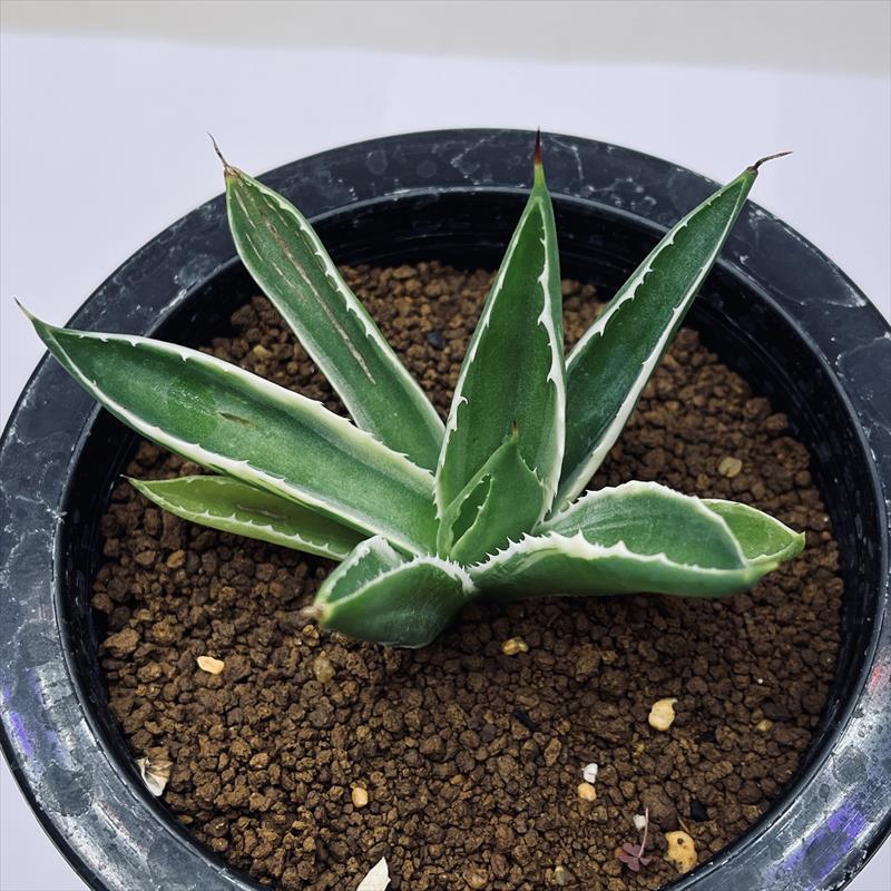 貝殻竜(キュービック錦)